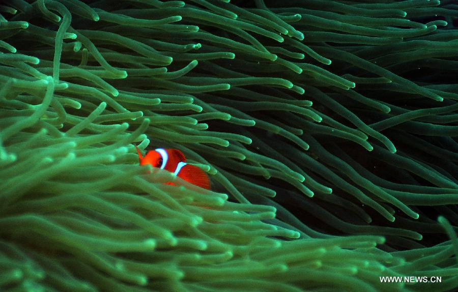 An anemone fish swims near sea anemones in the sea at Bunaken Island, Indonesia, Nov. 17, 2012. (Xinhua/Jiang Fan)