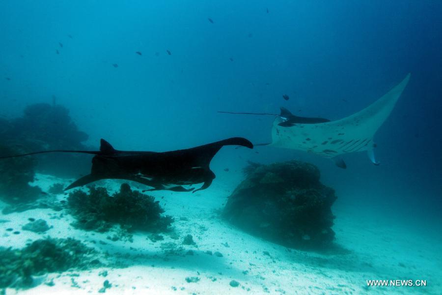 Two Giant Mantas look for food in the sea at Raja Ampat Islands, Indonesia, Nov. 27, 2012. (Xinhua/Jiang Fan)  