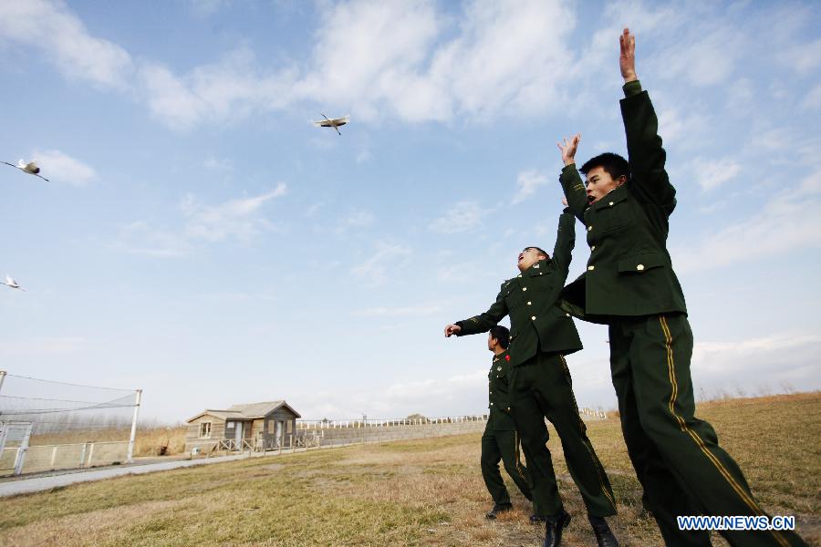 Soldiers from Yancheng border detachment greet the red-crowned cranes which come here to overwinter at national nature reserve of rare birds in Yancheng, east China's Jiangsu Province, Dec. 11, 2012. The reserve was set to protect rare birds such as red-crowned cranes since 1980s. Over the past 30 years, soldiers here have been protecting the rare birds and wetlands. (Xinhua/Zhang Shanyu) 