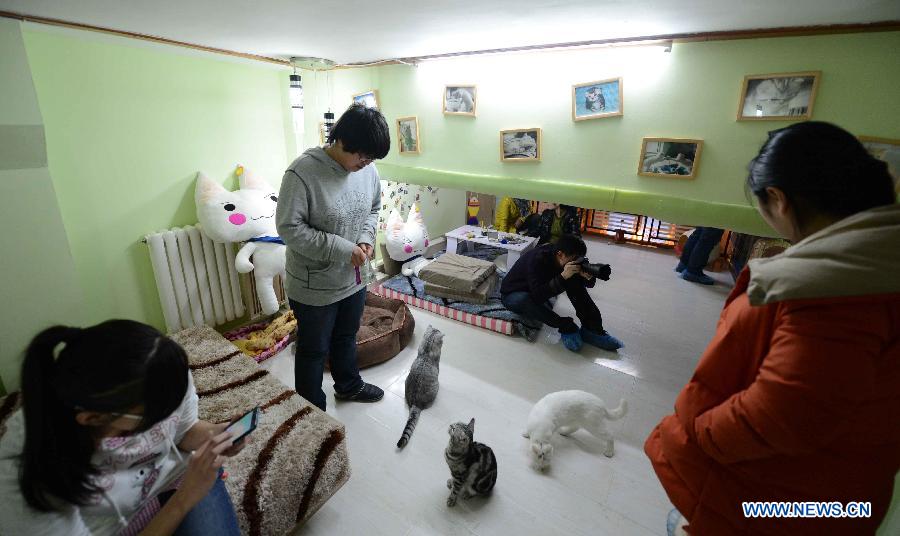 Shopkeeper Gao Ming (C) and customers are seen at her cat-themed coffee bar in Harbin, capital of northeast China's Heilongjiang Province, Dec. 13, 2012. (Xinhua/Wang Kai)