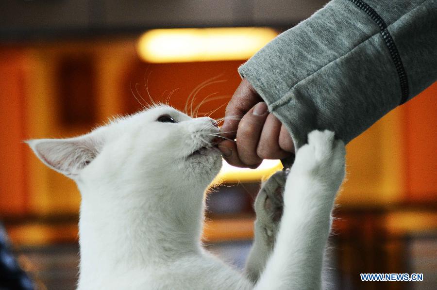 Shopkeeper Gao Ming feeds a cat at her cat-themed coffee bar in Harbin, capital of northeast China's Heilongjiang Province, Dec. 13, 2012. (Xinhua/Wang Kai)