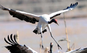 Black-necked cranes fly over Nianhu Lake