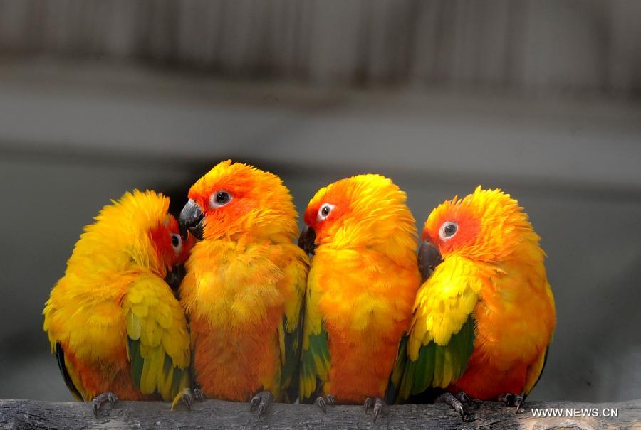 Parrots cluster to enjoy the sunshine at the Suzhou Zoo in Suzhou, east China's Jiangsu Province, Dec. 19, 2012. Animals in the zoo came out to enjoy warm weather and glorious winter sunshine. (Xinhua/Hang Xingwei) 