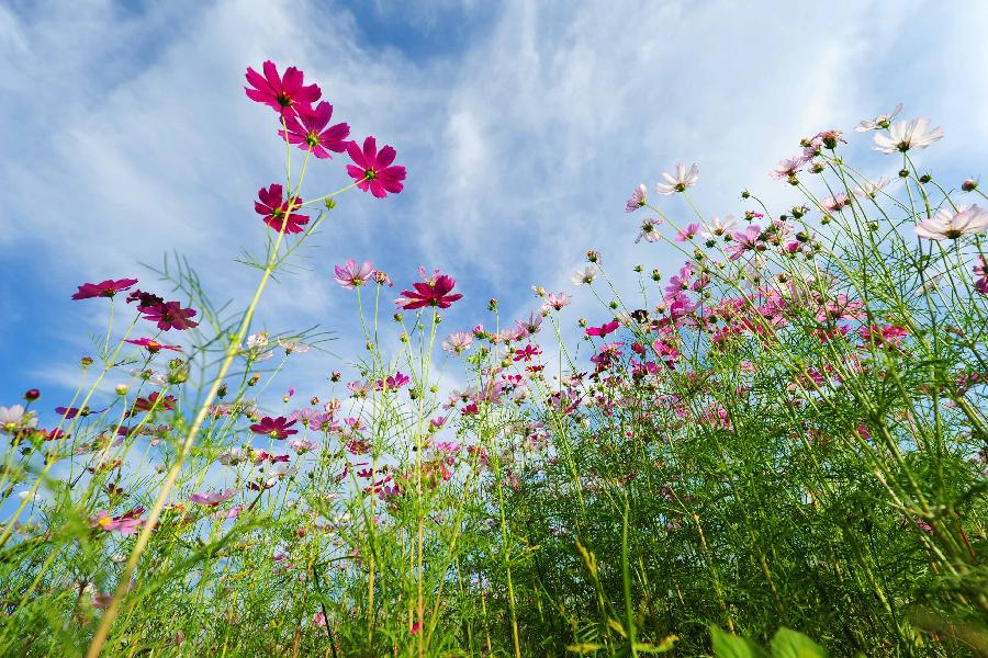 Photo taken on Jan. 2, 2013 shows a garden cosmos (Cosmos bipinnatus) field in Sanya, south China's Hainan Province. (Xinhua/Hou Jiansen) 