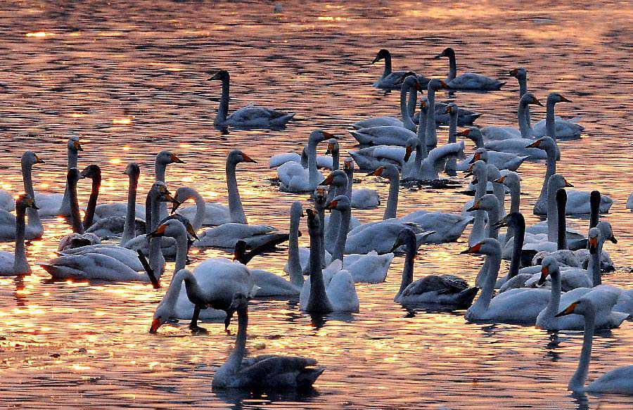 Swans float on water in the Yellow River wetland in Sanmenxia, central China's Henan Province, Jan. 4, 2013. Nearly ten thousand of migrant swans has flied here to spend winter since the beginning of 2013, attracting many tourists and photographers. (Xinhua/Wang Song)