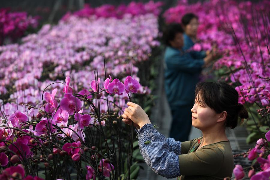 A worker trims phalaenopsis at an agricultural science and technology park in Tianjin, north China, Jan. 9, 2013. Over 50,000 new-type phalaenopsis have been prepared by the agricultural park to satisfy the market demand as the Spring Festival draws near. (Xinhua) 