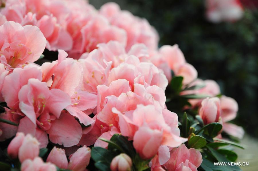 Blooming azaleas are seen at an exhibition in Nanjing, capital of east China's Jiangsu Province, Jan. 11, 2013. The one-month exhibition kicked off here on Jan. 10, displaying more than 10 kinds of azaleas. (Xinhua/Zhu Cheng)