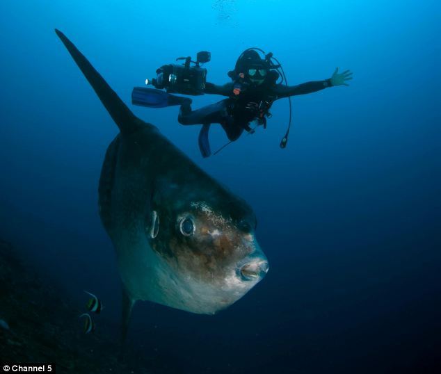 A British man found a six-stone sunfish on the Sandilands beach near Sutton-on-Sea, Lincolnshire in Britiain. The creature is the world's largest bony fish and is rarely seen on British coasts. (Photo: xinhuanet.com)