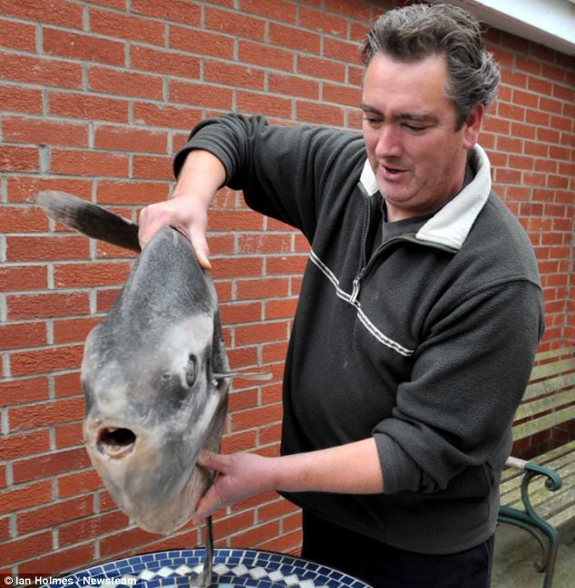 A British man found a six-stone sunfish on the Sandilands beach near Sutton-on-Sea, Lincolnshire in Britiain. The creature is the world's largest bony fish and is rarely seen on British coasts. (Photo: xinhuanet.com)