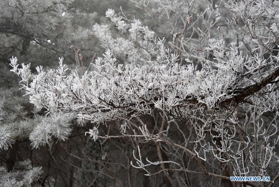 Photo taken on Jan. 15, 2013 shows the winter scenery of rimes in the mountainous areas of Jinan City, capital of east China's Shandong Province. (Xinhua/Xu Suhui)