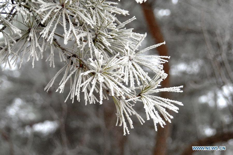 Photo taken on Jan. 15, 2013 shows the winter scenery of rimes in the mountainous areas of Jinan City, capital of east China's Shandong Province. (Xinhua/Xu Suhui)