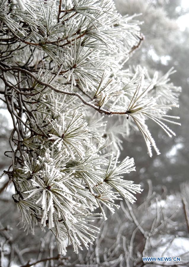 Photo taken on Jan. 15, 2013 shows the winter scenery of rimes in the mountainous areas of Jinan City, capital of east China's Shandong Province. (Xinhua/Xu Suhui)