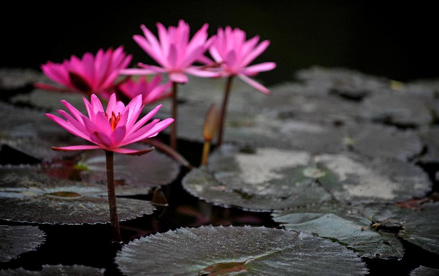 Photo taken on Jan. 22, 2013 shows lotus flowers in a pond in Haikou, capital of south China's Hainan Province. (Xinhua/Guo Cheng) 