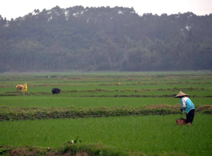 Farmers takes care of early rice in the field in Qionghai, south China's Hainan Province, Jan. 30, 2013. China will lift the minimum state procurement price for rice produced this year to encourage farmers to grow more grain and boost production, the country's top economic planner said on Jan. 31. The National Development and Reform Commission (NDRC) said in a statement that the minimum procurement price for early indica rice would be raised to 2,640 yuan (420 U.S. dollars) per metric ton (tonne), up 10 percent from the price set for 2012. Meanwhile, the minimum procurement prices for mid-and-late indica rice and japonica rice would be set at 2,700 yuan (434 US dollars) and 3,000 yuan (482 US dollars) per tonne, up 8 percent and 7.14 percent year on year, respectively. (Xinhua/Meng Zhongde) 