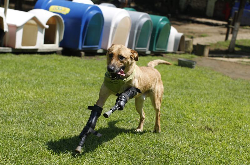 A dog enjoys running after it has new “l(fā)eg”. (Photo/China.com.cn)