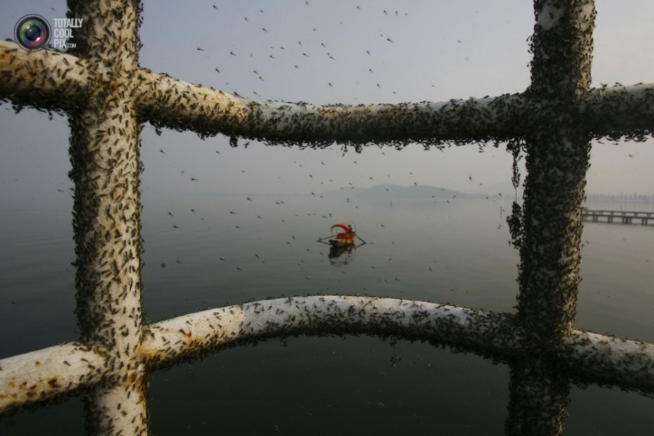 Disgusting gnats and mosquitoes infested the fences by Dong Lake. (File Photo)