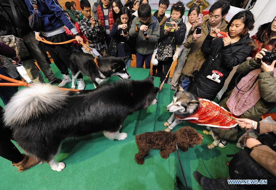 Visitors watch pet dogs during the 5th Shanghai Pet Fair in east China's Shanghai Municipality, March 1, 2013. The pet fair opened here Friday. (Xinhua/Lai Xinlin) 