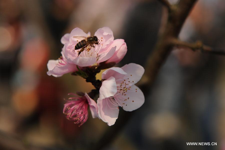 A bee flies among peach flowers in Hechi County, south China's Guangxi Zhuang Autonomous Region, March 3, 2013. (Xinhua/Wei Rudai)