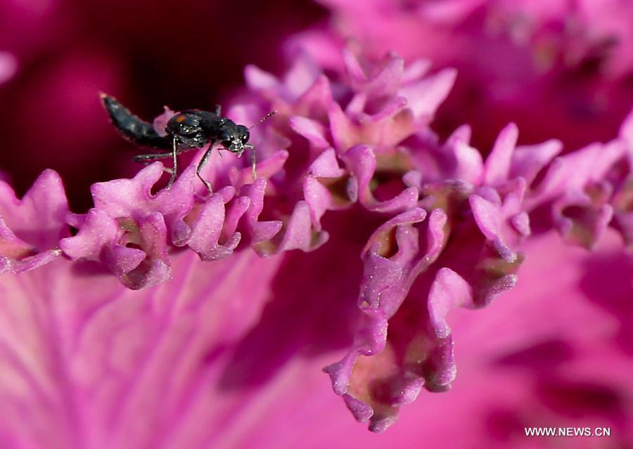 Photo taken on March 5, 2013 shows an insect standing on a flower petal in Zhenjiang of east China's Jiangsu Province. Tuesday marks the day of "Jingzhe", literally meaning the awakening of insects, which is the third one of the 24 solar terms on Chinese Lunar Calendar. (Xinhua/Yang Lei)