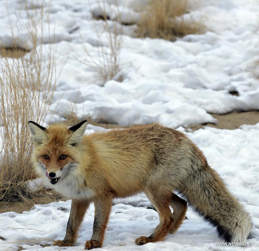 A Corsac fox visits an oil field checkpoint at "lunch time" in the Gurbantunggut desert, northwest China's Xinjiang Uygur Autonomous Region, Feb. 28, 2013. Welcomed by oil workers with food, bold hungry Corsac foxes have been visiting the unfrequented checkpoint regularly since last winter. (Xinhua/Shen Qiao)