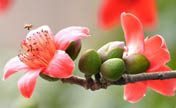 Flowers blossom in east, south China 