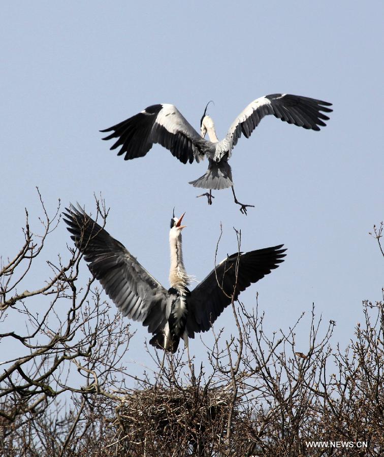 Egrets fly on top of trees along Poyang Lake in Duchang County, east China's Jiangxi Province, March 7, 2013. As the weather turned warmer, many summer migratory birds cluster in the Poyang Lake for migration. (Xinhua/Fu Jianbin) 