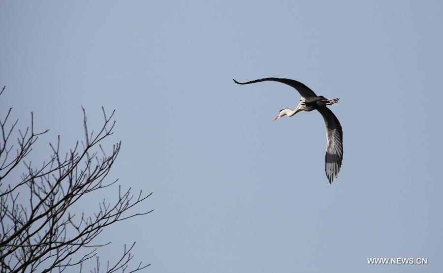 An egret flies in the sky along Poyang Lake in Duchang County, east China's Jiangxi Province, March 7, 2013. As the weather turned warmer, many summer migratory birds cluster in the Poyang Lake for migration. (Xinhua/Fu Jianbin) 