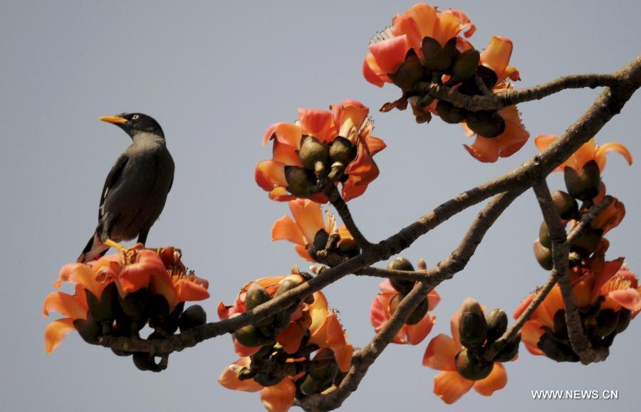 A myna perches on a blossoming kapok tree in Taipei, southeast China's Taiwan, March 8, 2013. (Xinhua/Wu Ching-teng)