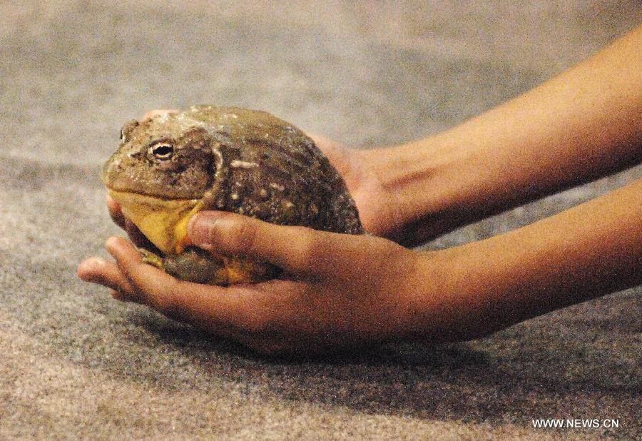 Mike "The Reptile Guy" Hopcraft shows a toad to the visitors at the annual Pet Expo 2013 in Vancouver, Canada, on March 10, 2013. Pet Expo is a two-day consumer tradeshow showcasing all types of pets, pet products, service providers, entertainers, clubs and organizations that cater to pets. (Xinhua/Sergei Bachlakov) 