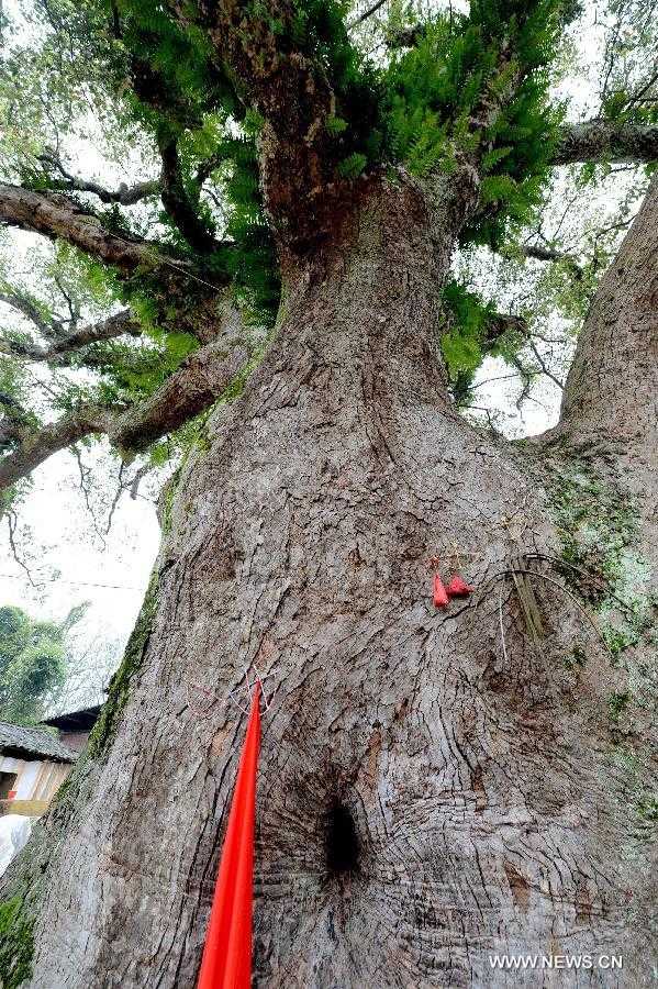 A small hole is seen in an ancient camphor tree at the Poshi Village in Jianyang City, southeast China's Fujian Province, March 1, 2013. A statue of Zhu Xi (1130-1200), a renowned Chinese ideologist, philosopher and educator during the Southern Song Dynasty (1127-1279), was set inside the 36-meter-high camphor tree. The statue, which is 0.6 meter in height, was initially made at a crack of the tree to commemorate Zhu Xi. Later with the self healing of the crack in the following years, the statue was finally hidden inside the tree and could only be seen through a small hole. (Xinhua/Zhang Guojun) 