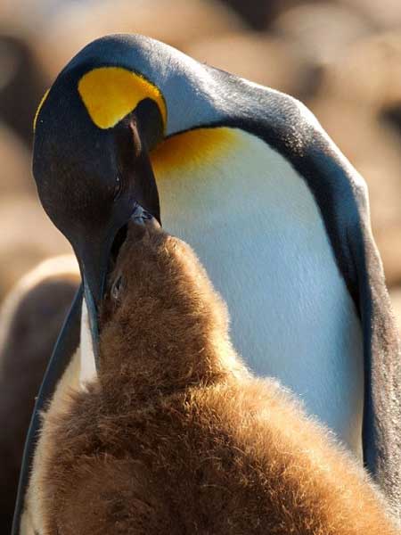 A series of undated photos released by London-based Daily Mail show a "penguin kindergarten" on Georgia Island in the southern Atlantic Ocean. More than 100,000 penguin cubs are seen crowding against one another for warmth and waiting for their parents to bring back food. (CRI Online)