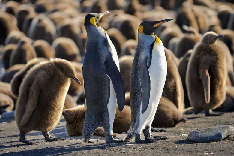 A series of undated photos released by London-based Daily Mail show a "penguin kindergarten" on Georgia Island in the southern Atlantic Ocean. More than 100,000 penguin cubs are seen crowding against one another for warmth and waiting for their parents to bring back food. (CRI Online)