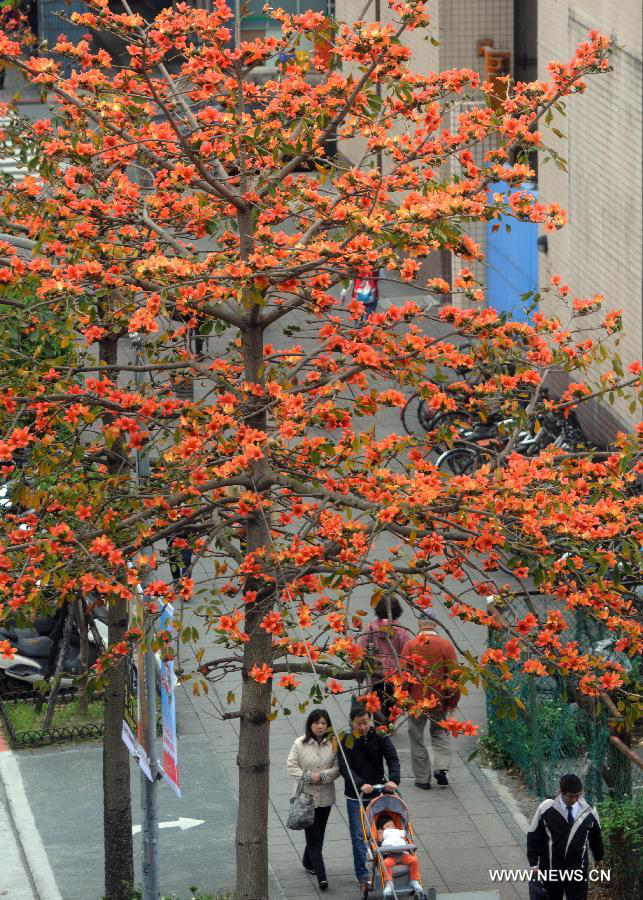 Kapok flowers blossom in Taipei, southeast China's Taiwan, March 14, 2013. (Xinhua/Wu Ching-teng) 