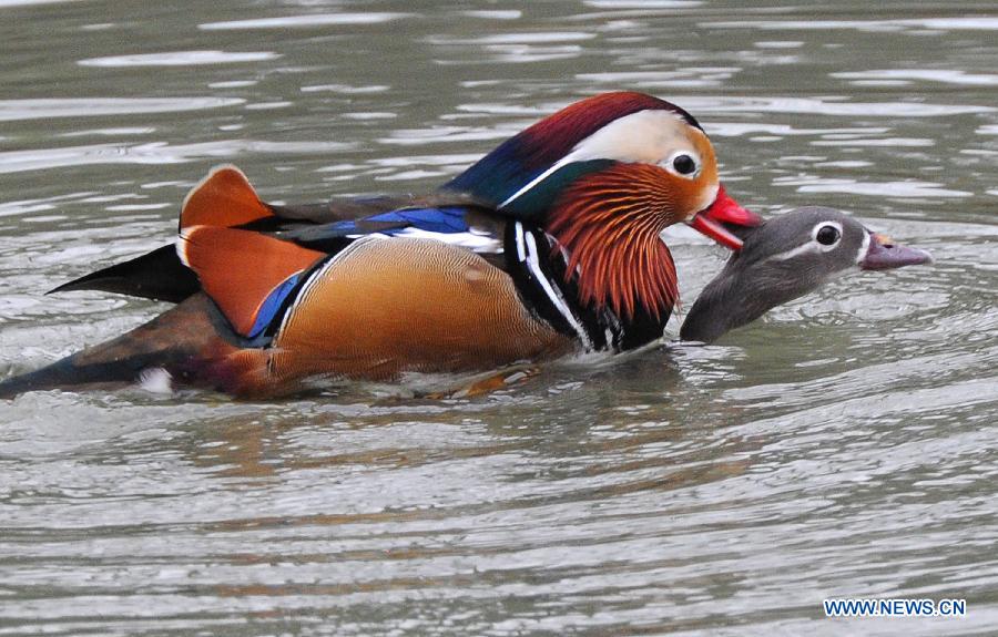 A pair of mandarin ducks play in a pond at Zhuozheng Garden (Humble Administrator's Garden) in Suzhou, east China's Jiangsu Province, March 17, 2013. (Xinhua/Wang Jianzhong)