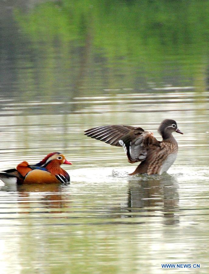 A pair of mandarin ducks play in a pond at Zhuozheng Garden (Humble Administrator's Garden) in Suzhou, east China's Jiangsu Province, March 17, 2013. (Xinhua/Wang Jianzhong)