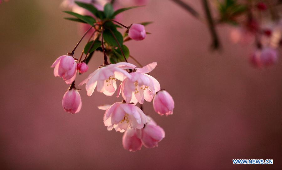 Photo taken on March 19, 2013 shows begonia flowers at the Mochouhu Park in Nanjing, capital of east China's Jiangsu Province. With begonia flowers in full blossom, the 31st Mochouhu Begonia Festival has attracted a large number of tourists. (Xinhua/Yan Minhang)