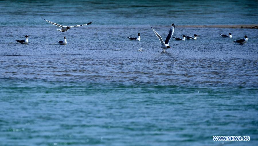 Birds fly over the Yellow River in Guide County of the Hainan Tibet Autonomous Prefecture, northwest China's Qinghai Province, March 21, 2013. (Xinhua/Wang Bo)