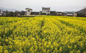 Beautiful flowers in Huangshan City