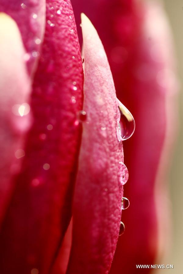 Photo taken on March 22, 2013 shows drops of water hanging on a magnolia flower in Nantong, east China's Jiangsu Province. (Xinhua/Cui Genyuan)