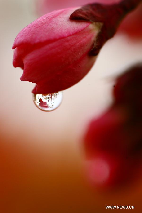 Photo taken on March 22, 2013 shows a drop of water hanging on a flower bud in Nantong, east China's Jiangsu Province. (Xinhua/Cui Genyuan)