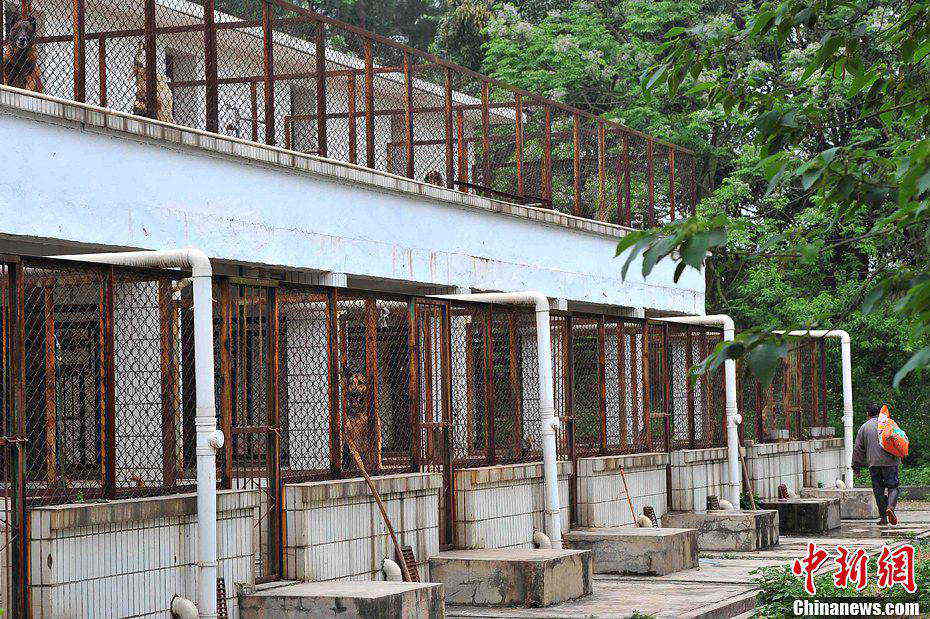 Here is the police dog's cage. (Spurce: chinanews.com/Hong Jianpeng)