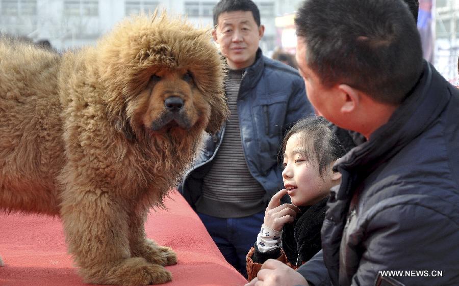 Visitors view Tibetan mastiffs at the 2nd Handan Tibetan mastiff exhibition in Handan, north China's Hebei Province, March 23, 2013. The exhibition, with nearly 400 Tibetan mastiffs attended, kicked off on Saturday. (Xinhua/Hao Qunying) 