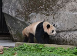 Pandas sent off for the cameras