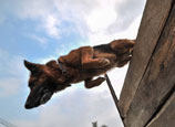 Police dog in Nanning