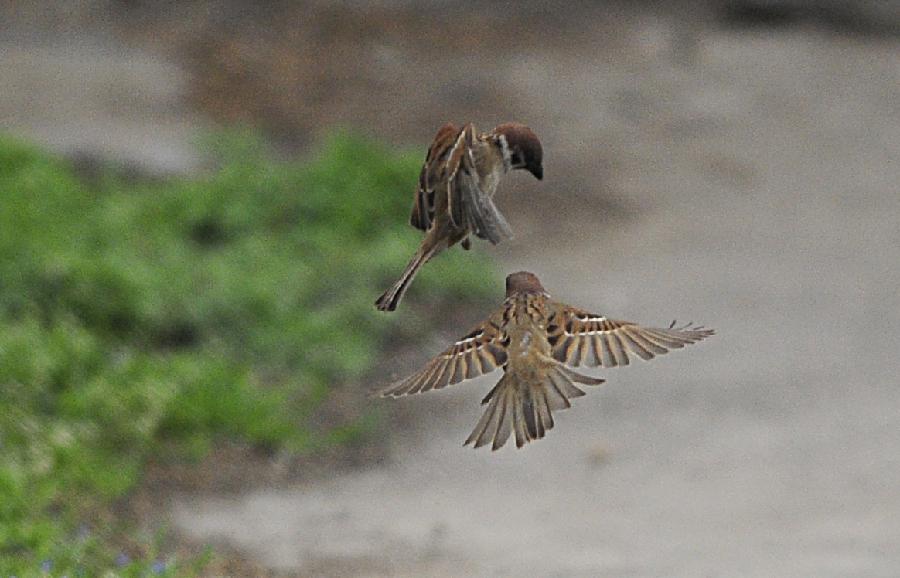 Two sparrows play in Xiangyang, central China's Hubei Province, March 23, 2013. (Xinhua/Hao Tongqian)