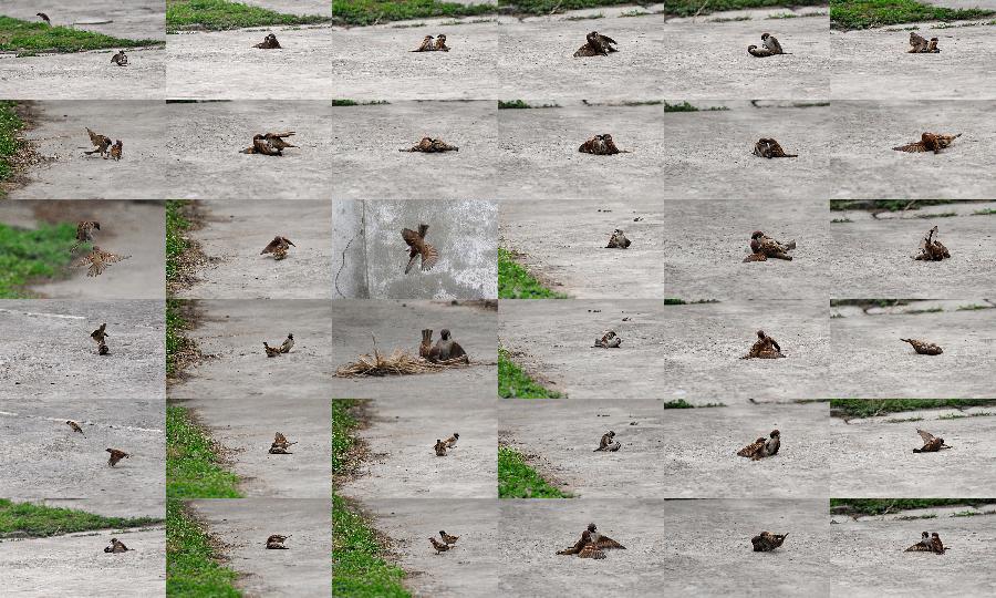 The combo photo shows two sparrows play in Xiangyang, central China's Hubei Province, March 23, 2013. (Xinhua/Hao Tongqian)