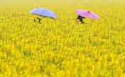 Rape flowers in full bloom in NW China