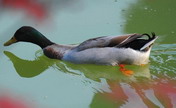 Waterfowls seen in Three Gorges Reservoir