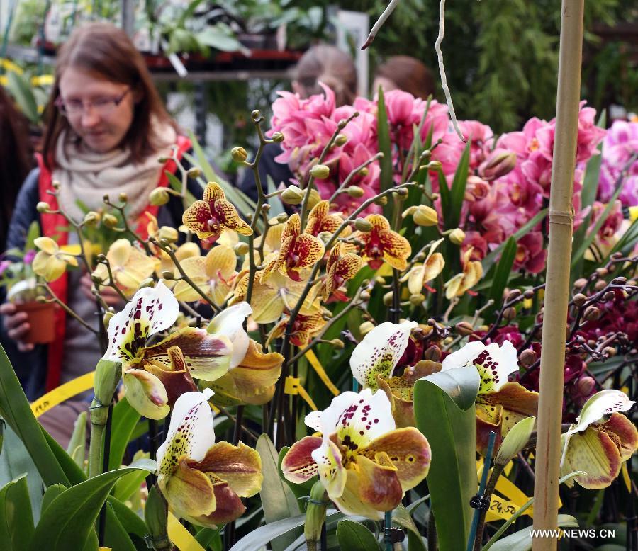 People enjoy orchids during the Orchid Show in Frankfurt, Germany, on April 5, 2013. (Xinhua/Luo Huanhuan)