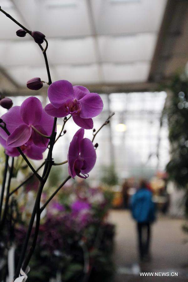 People enjoy orchids during the Orchid Show in Frankfurt, Germany, on April 5, 2013. (Xinhua/Luo Huanhuan)